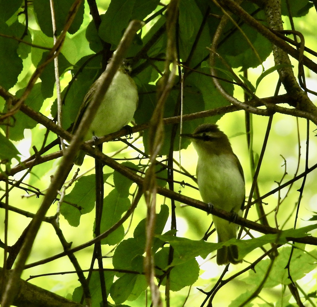 Красноглазый виреон - ML647807828