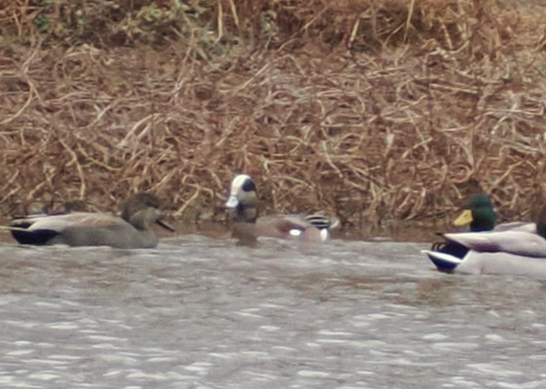 Свищ американський - ML647807831