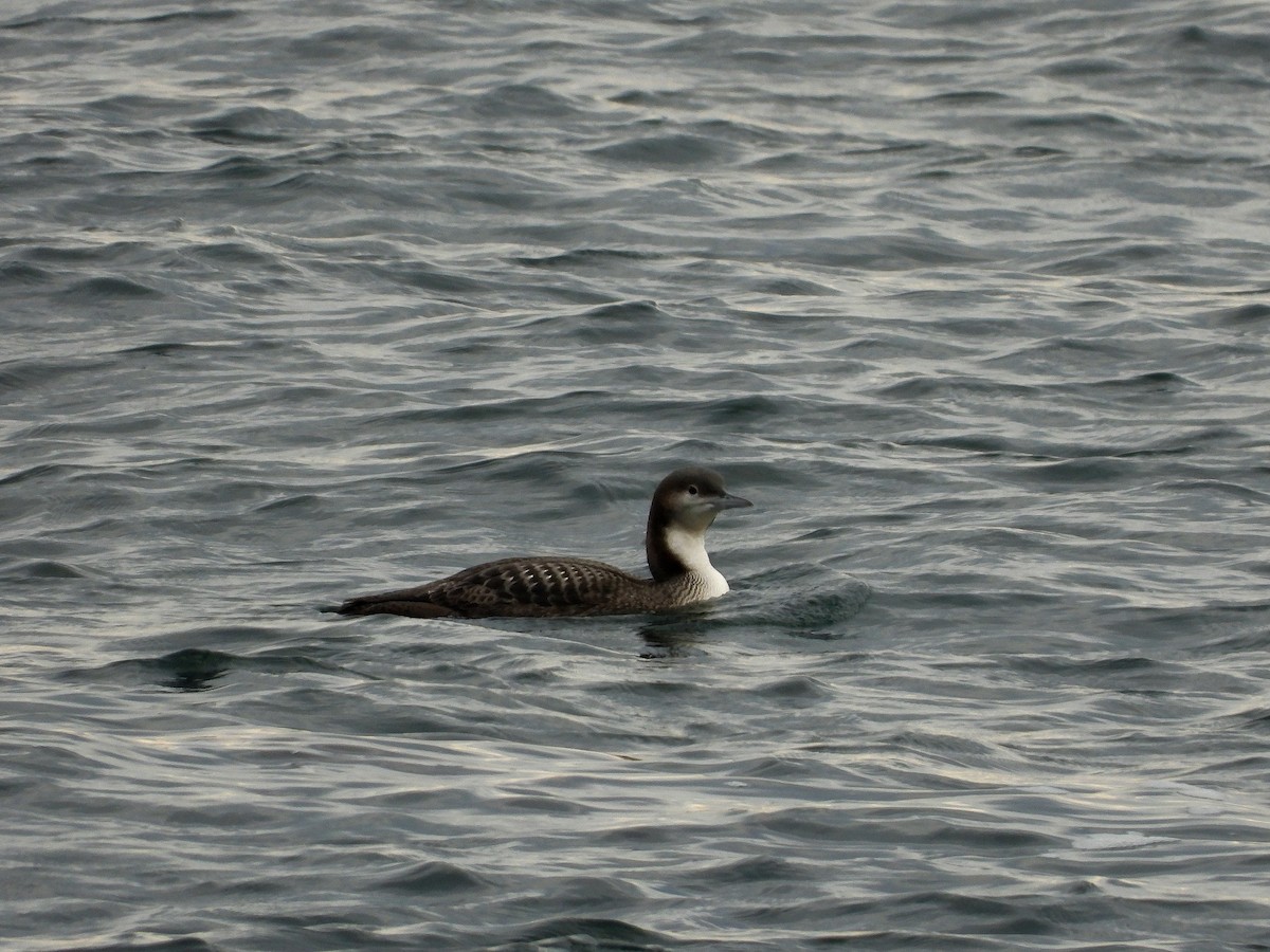 Pacific Loon - ML647807840