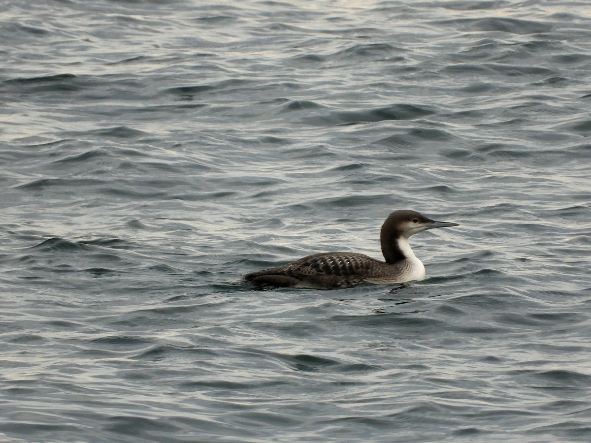 Pacific Loon - ML647807841