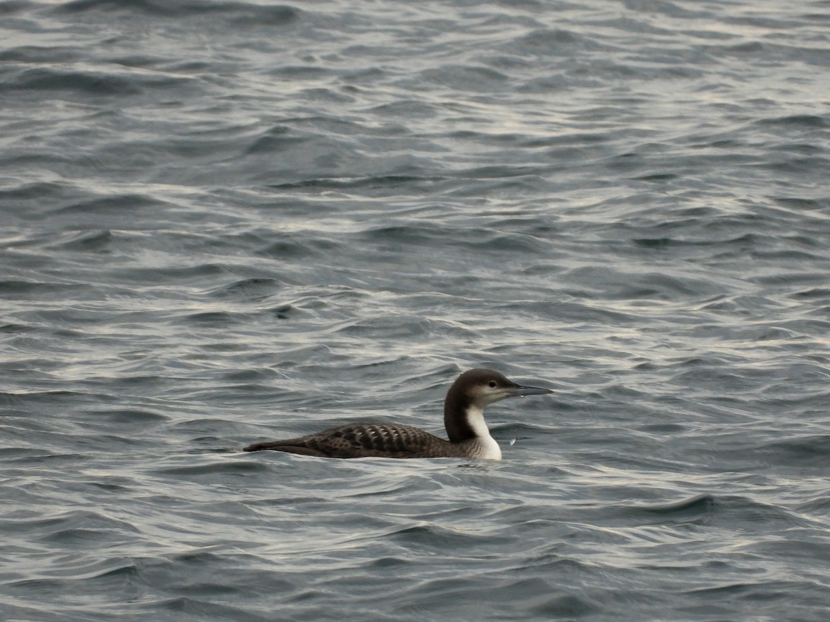 Pacific Loon - ML647807842