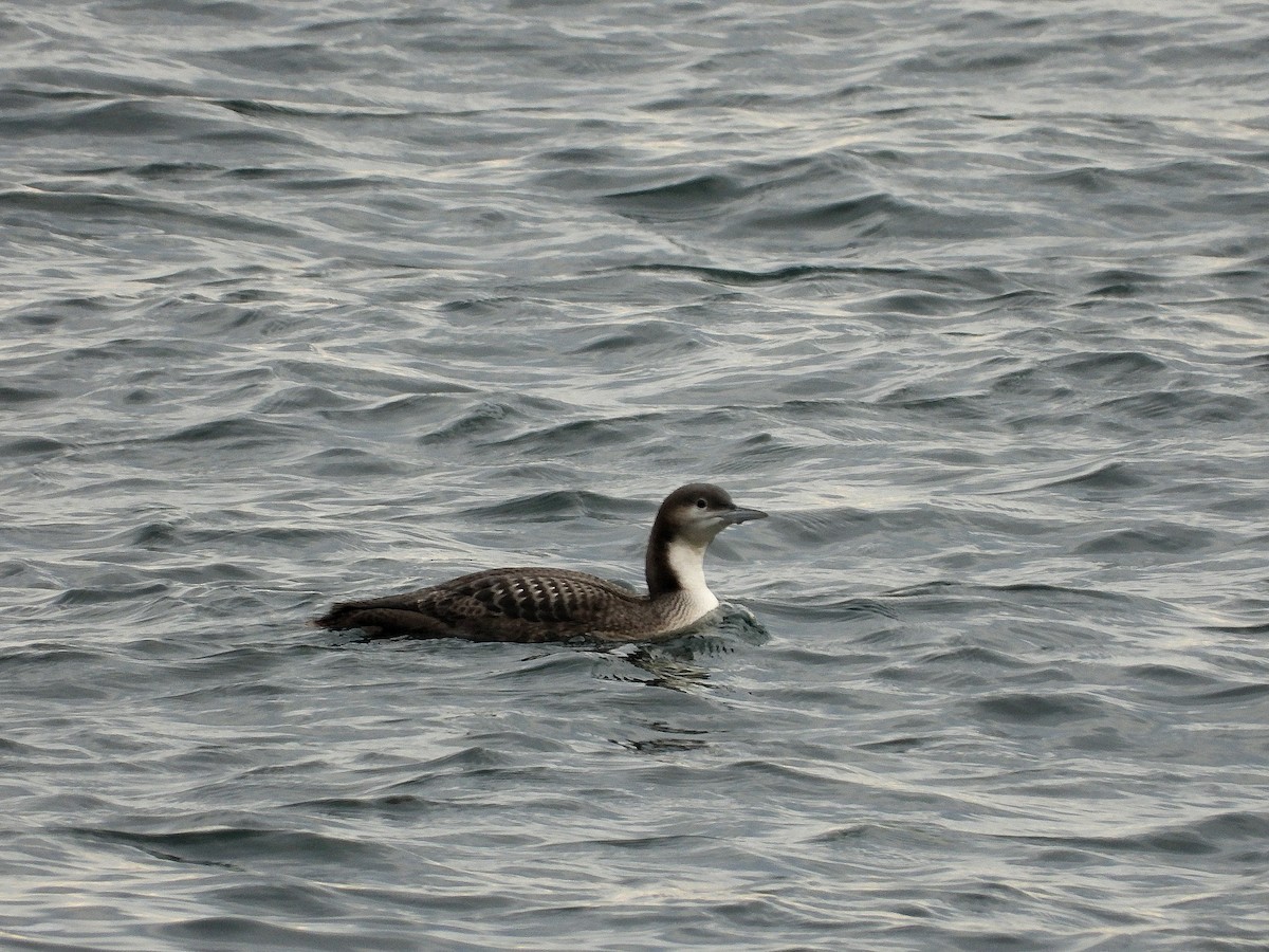 Pacific Loon - ML647807843