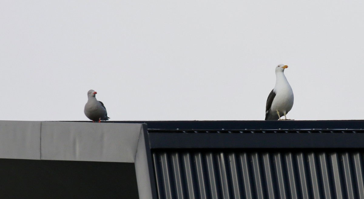 Dolphin Gull - ML647807848