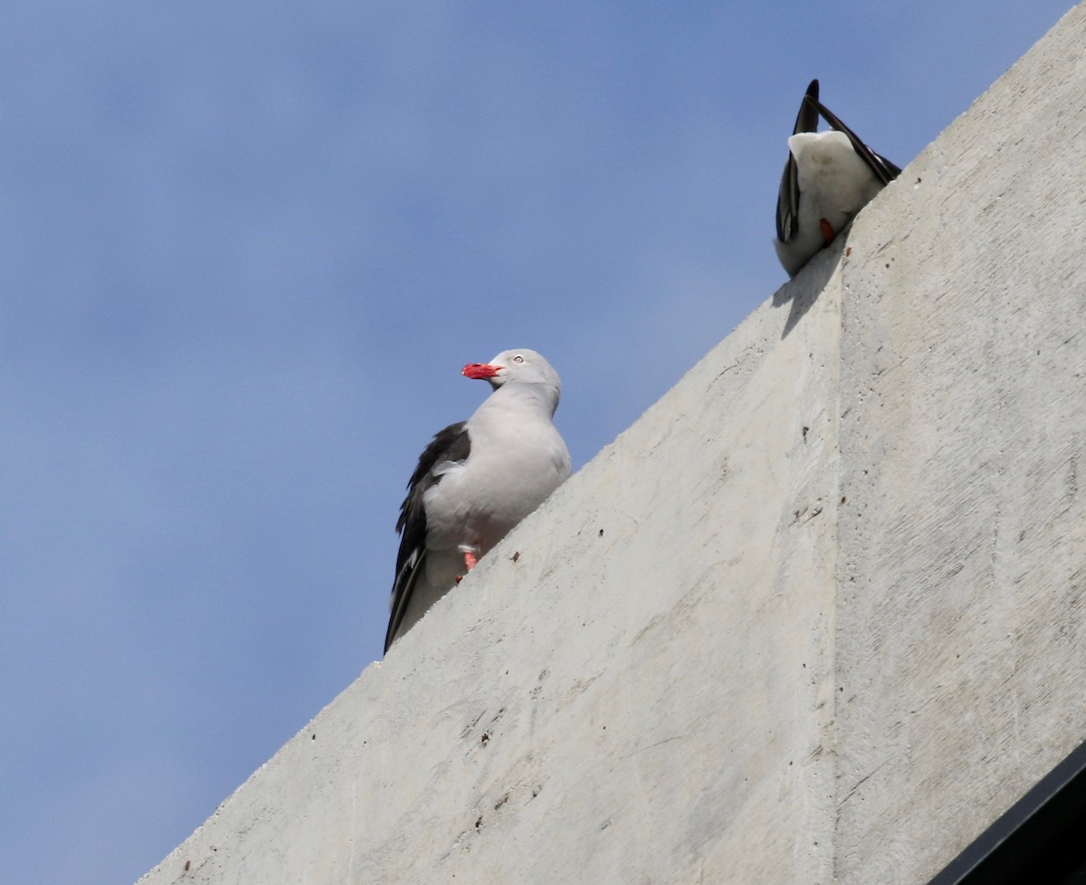 Dolphin Gull - ML647807849