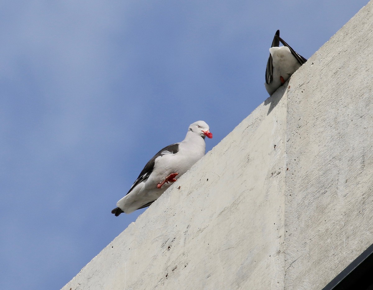 Dolphin Gull - ML647807850