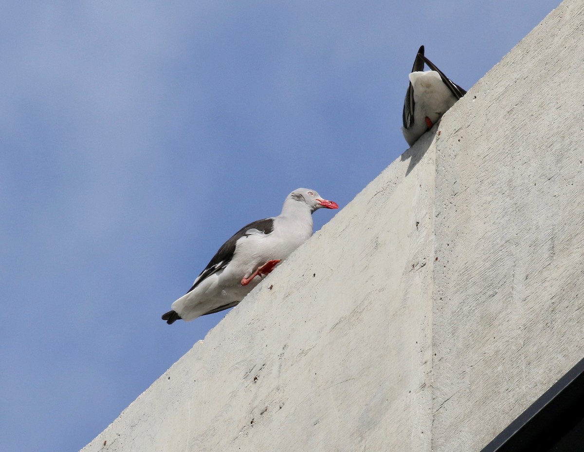 Dolphin Gull - ML647807851