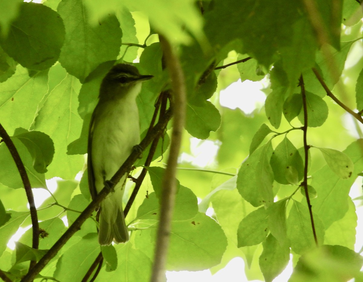 Красноглазый виреон - ML647807853