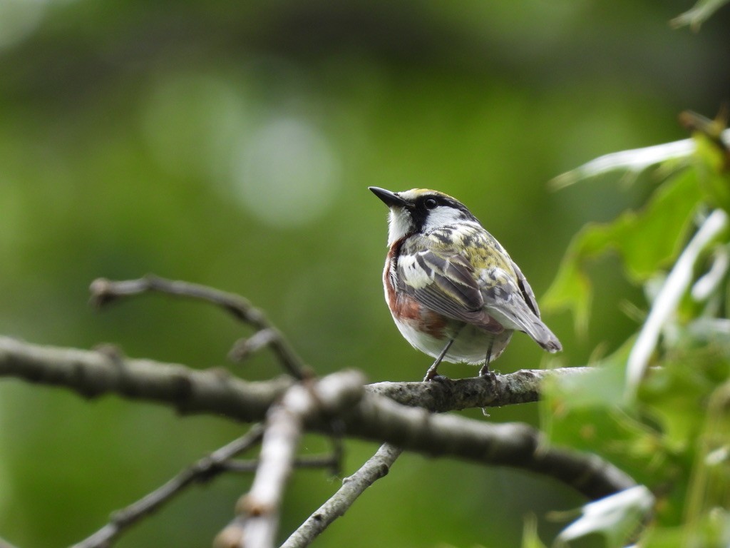 Chestnut-sided Warbler - ML647807871