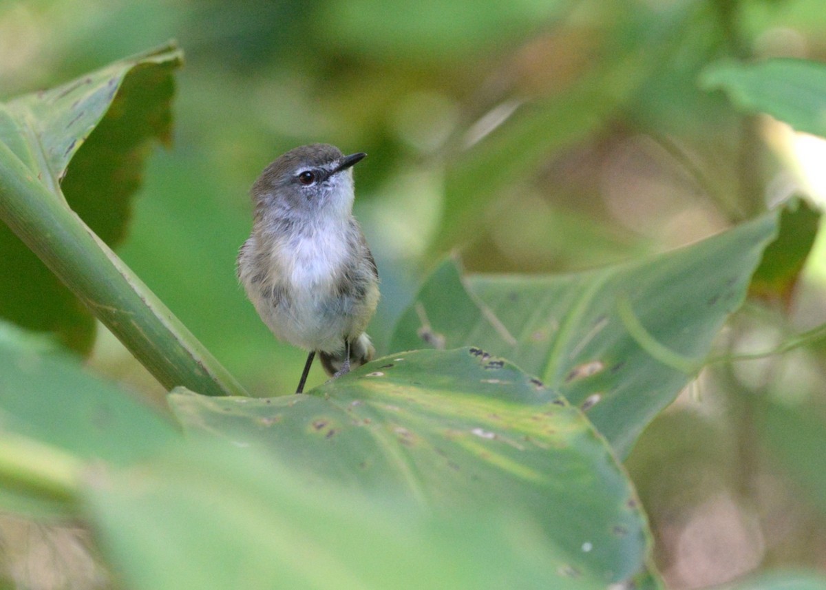 チャイロセンニョムシクイ - ML647807890