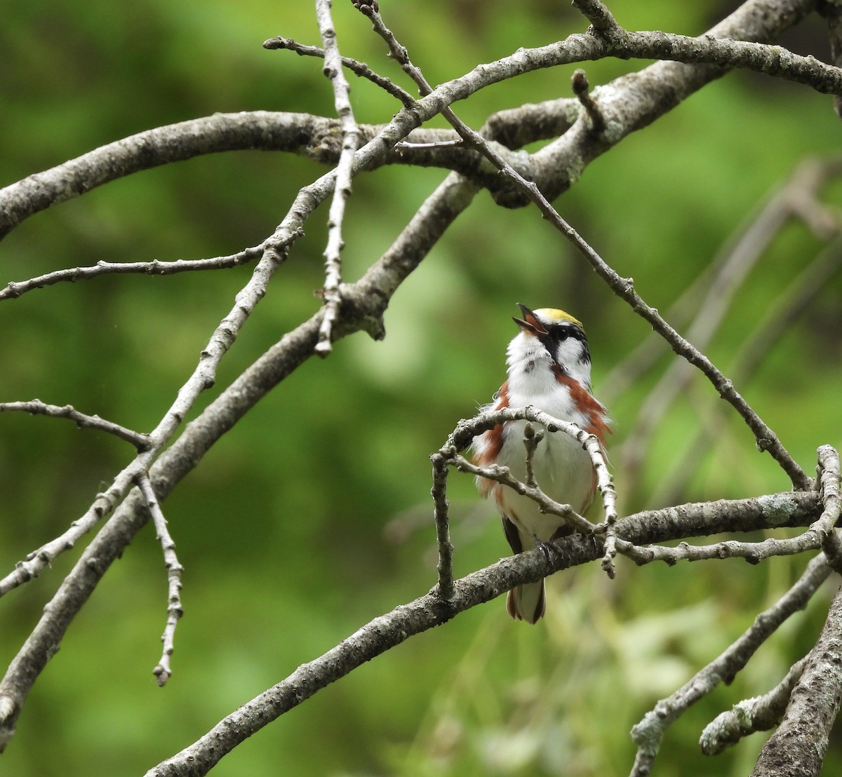 Chestnut-sided Warbler - ML647807891