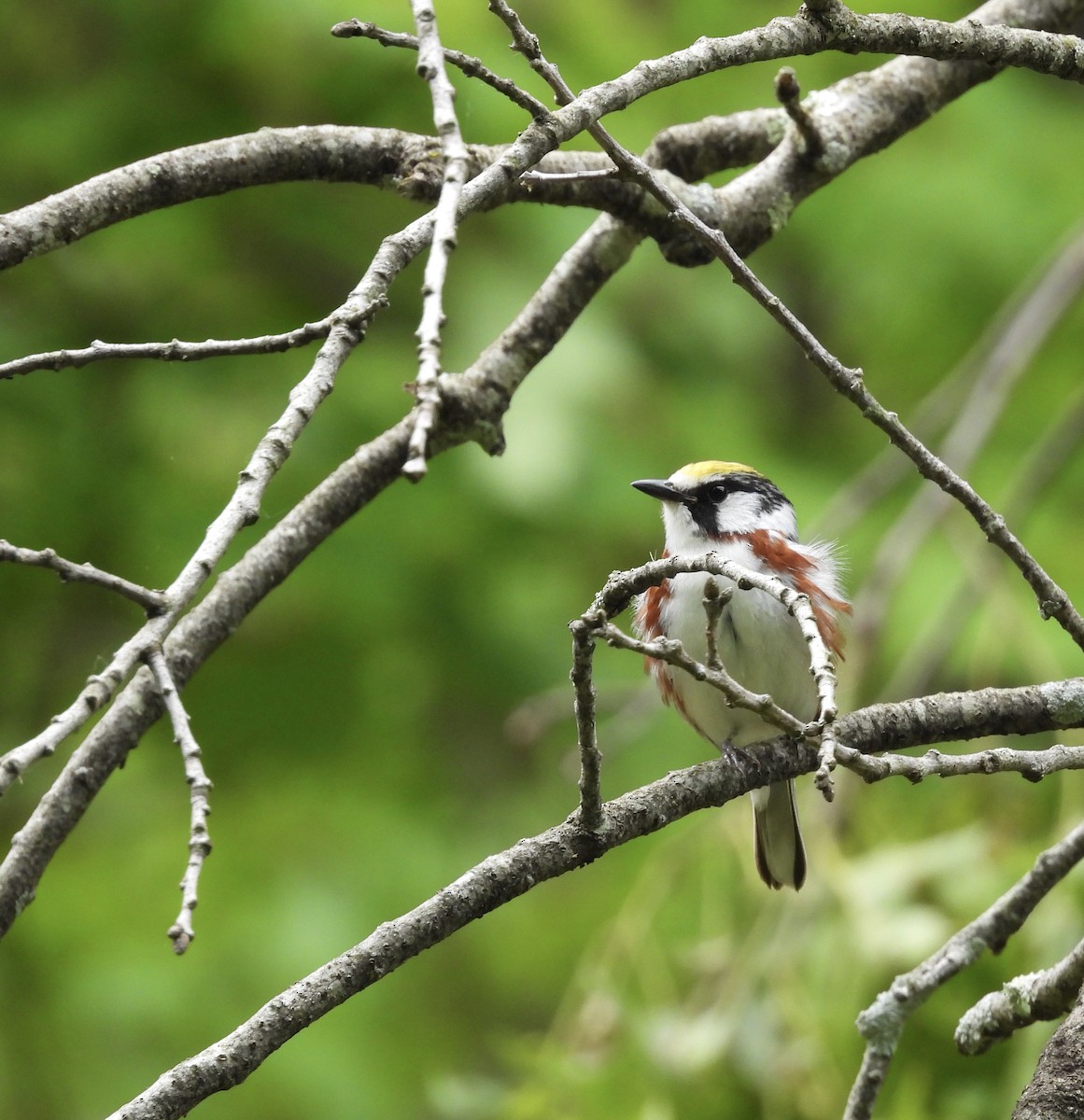 Chestnut-sided Warbler - ML647807903