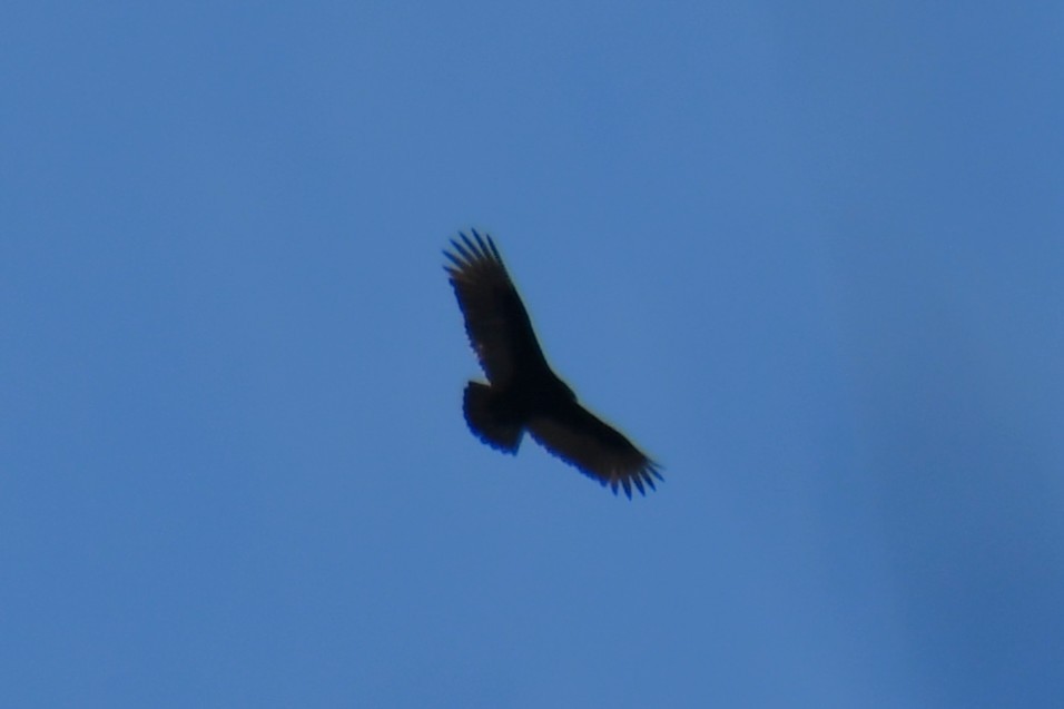 Turkey Vulture - ML647807909