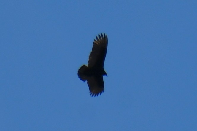 Turkey Vulture - ML647807911