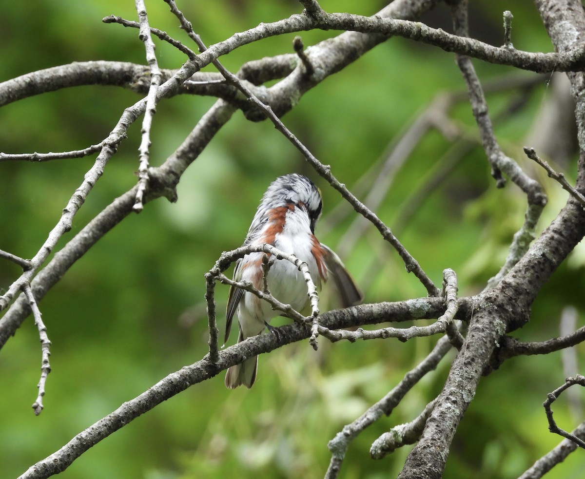 Chestnut-sided Warbler - ML647807924