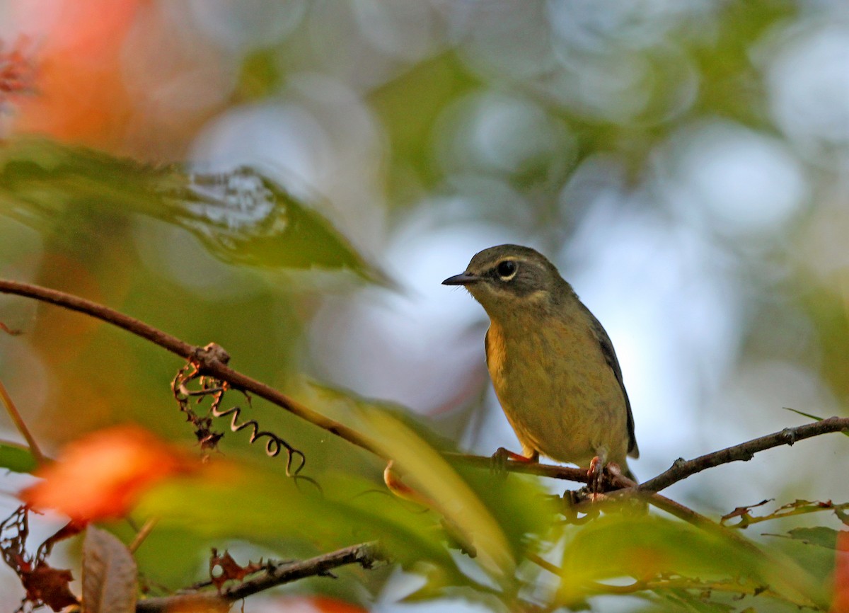 Black-throated Blue Warbler - ML647807934