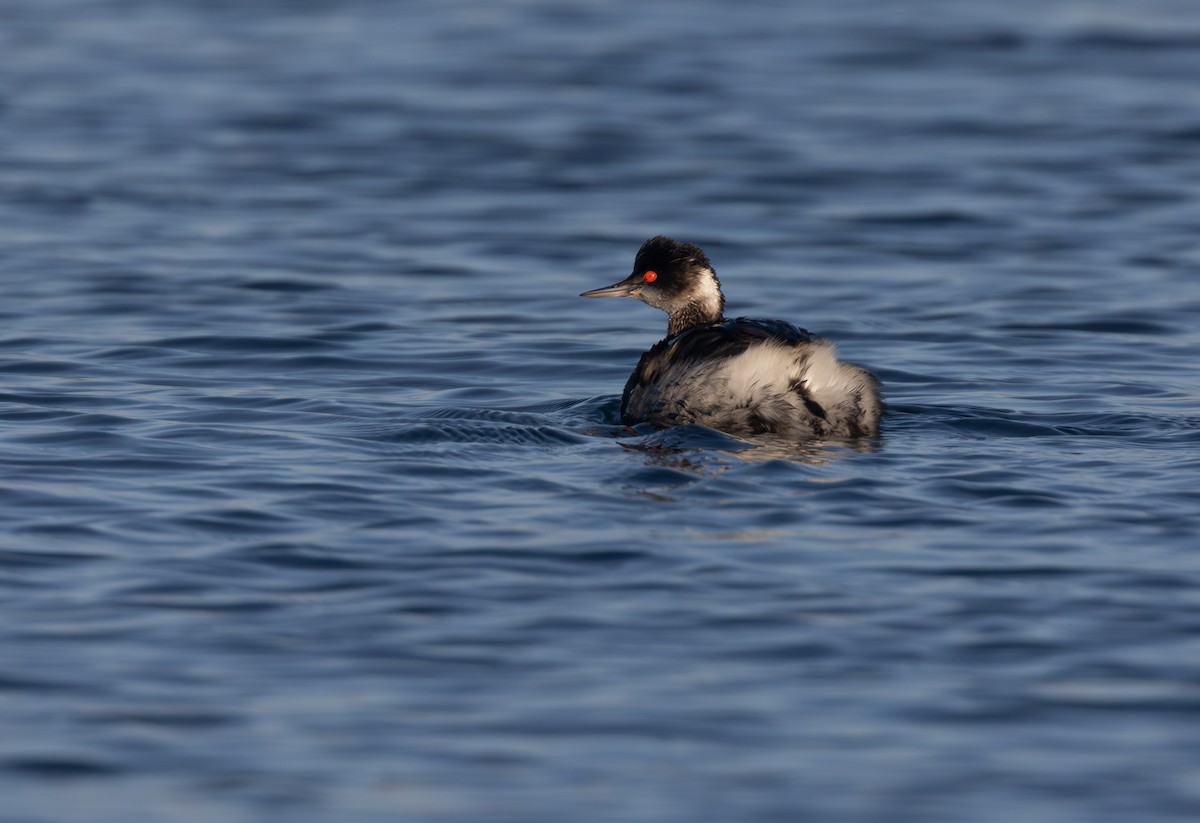 Grèbe à cou noir - ML647807956