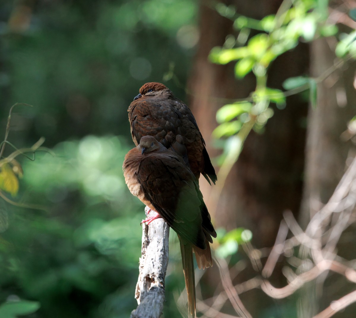 Maronentaube - ML647807962