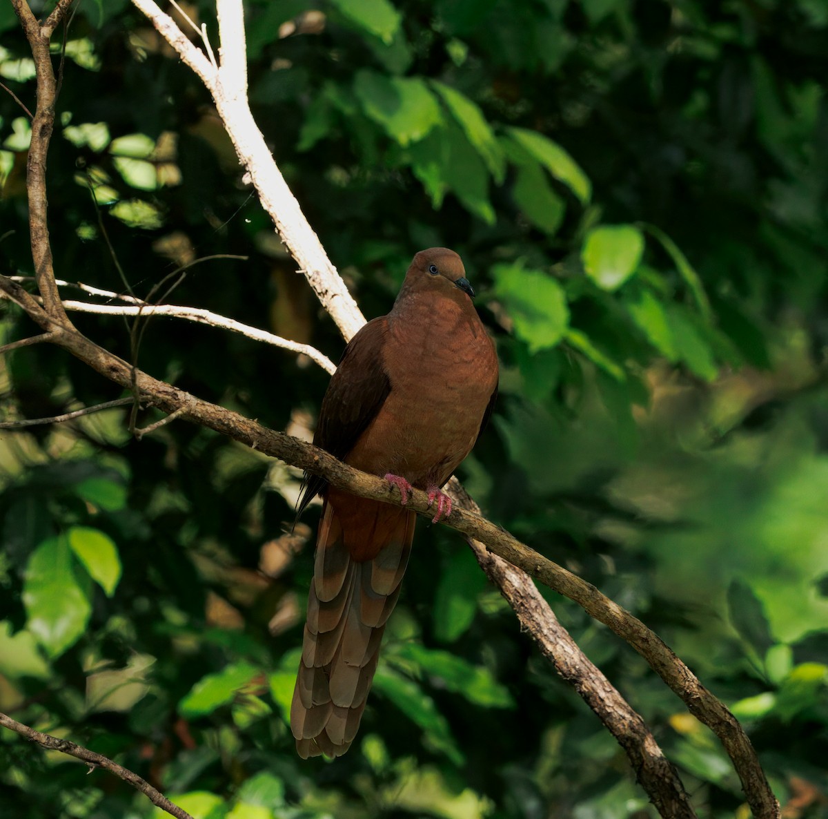 Maronentaube - ML647807963