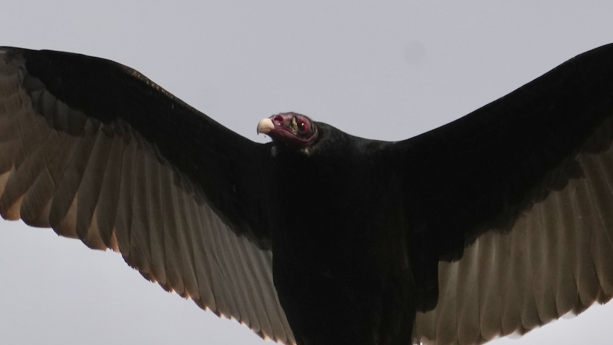 Turkey Vulture - ML647807967