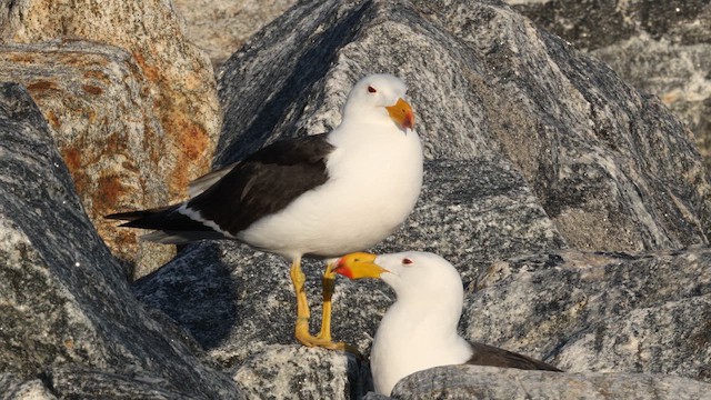 Gaviota de Tasmania - ML647807968
