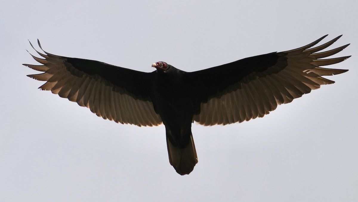 Turkey Vulture - ML647807973