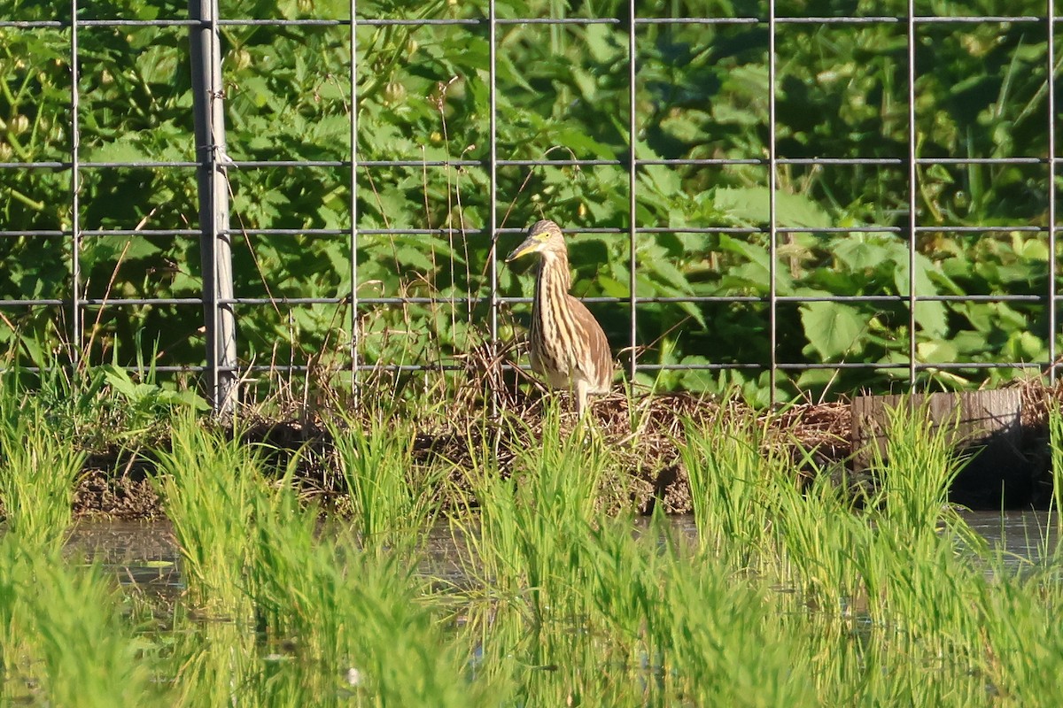 Чапля китайська - ML647807978