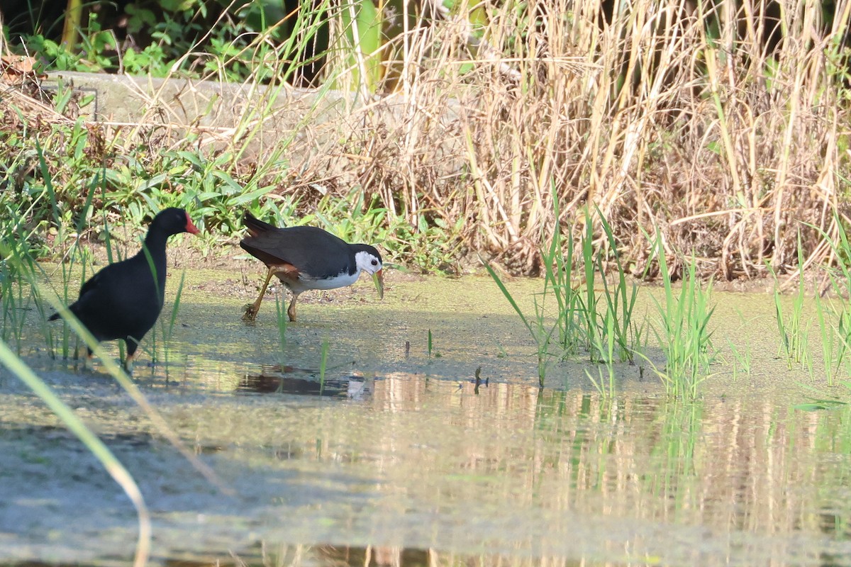 Багновик білогрудий - ML647807991