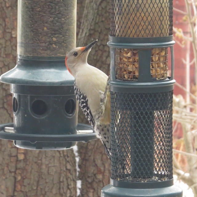 Red-bellied Woodpecker - ML647807993