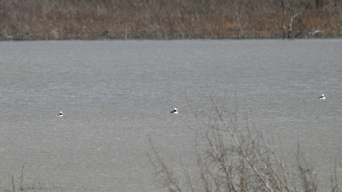 Гоголь-головастик - ML647807994