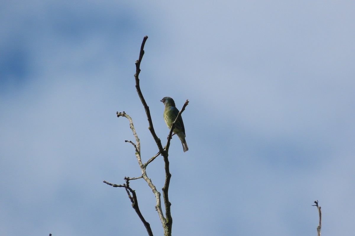 Tersine hirondelle - ML647808005