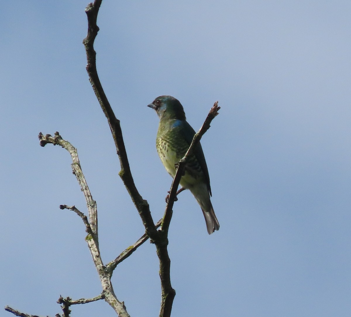 Tersine hirondelle - ML647808006