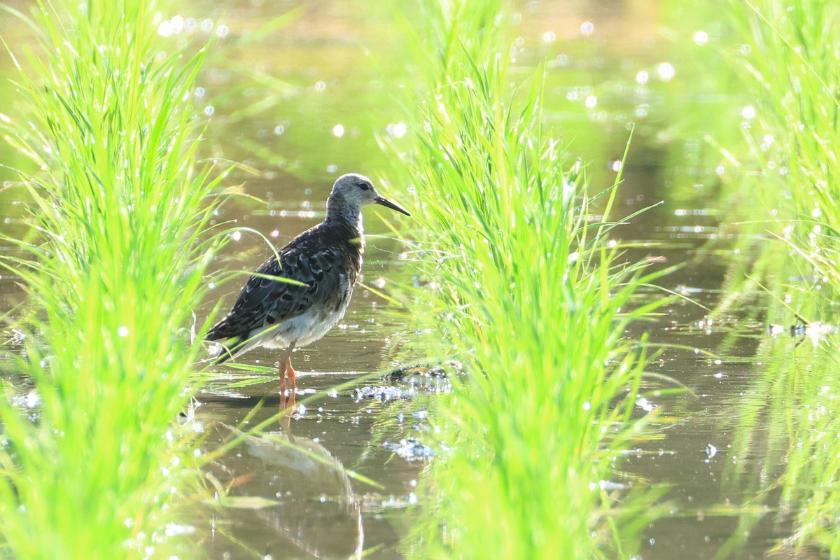 Брижач - ML647808007