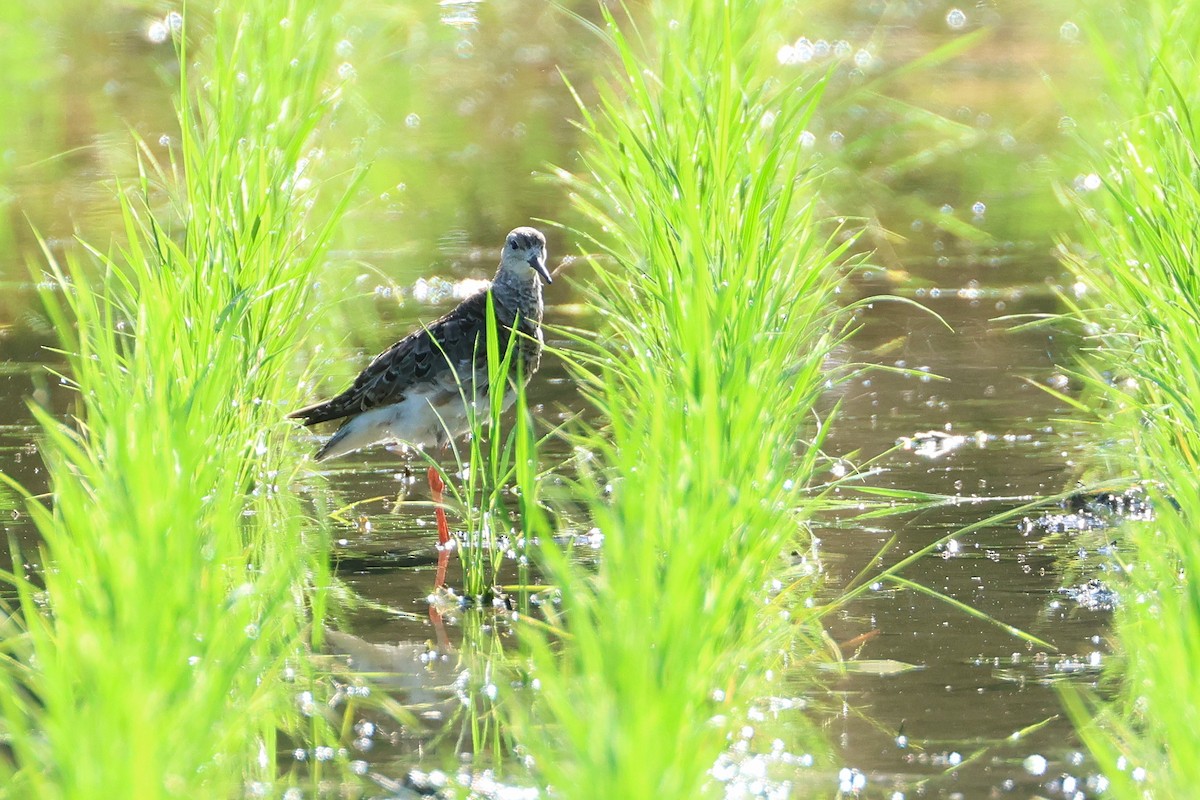 Брижач - ML647808008