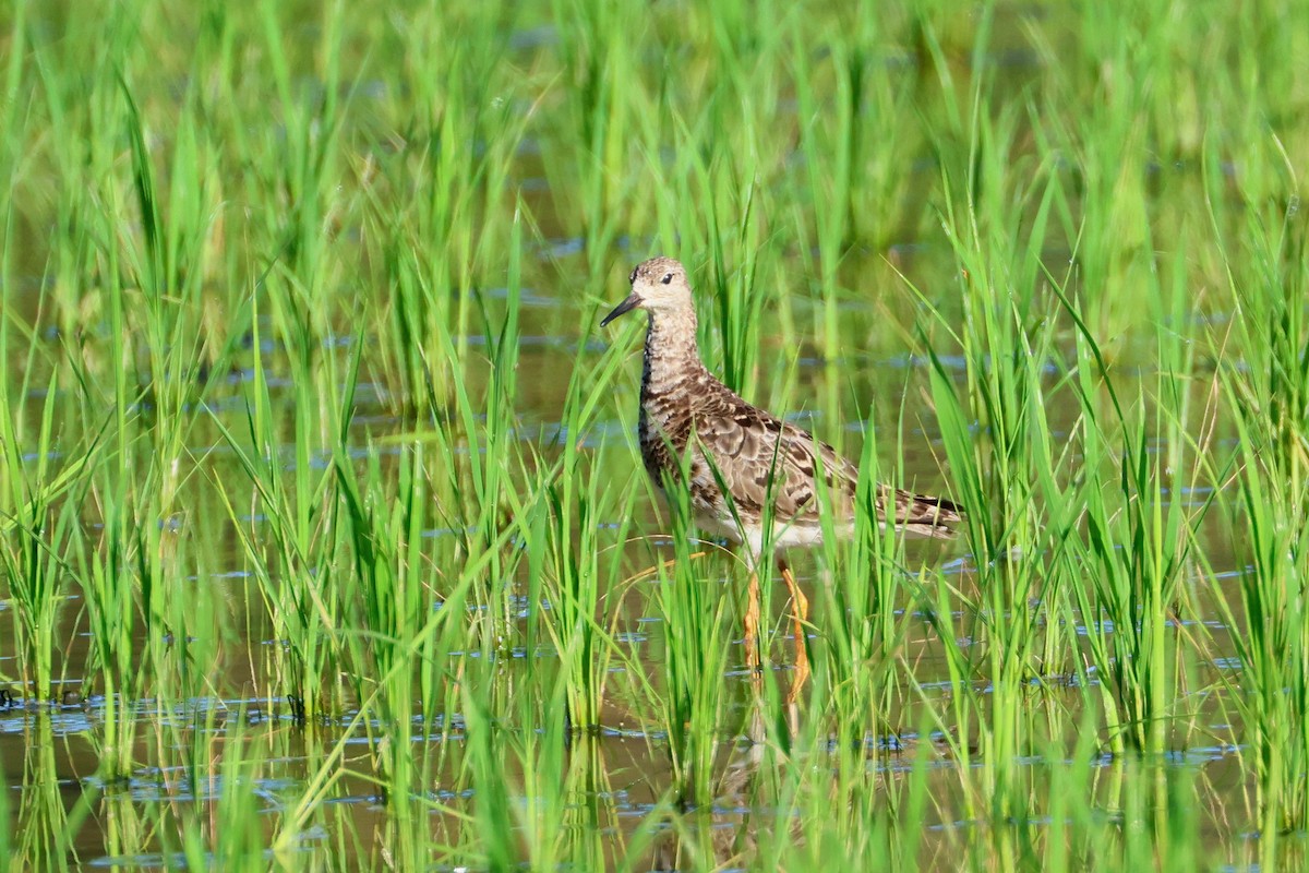 Брижач - ML647808009