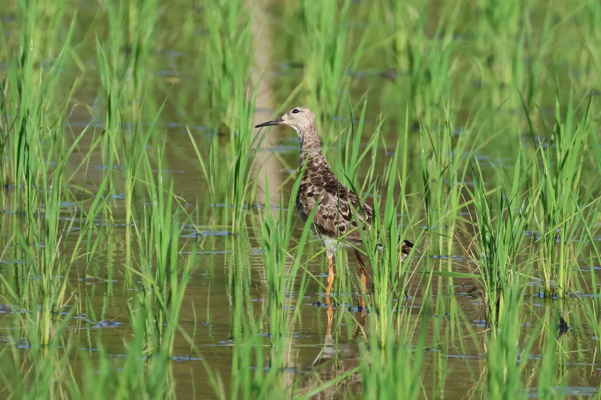 Брижач - ML647808010