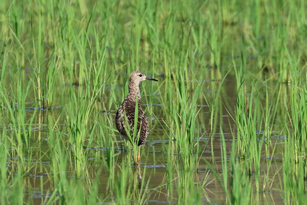 Брижач - ML647808011