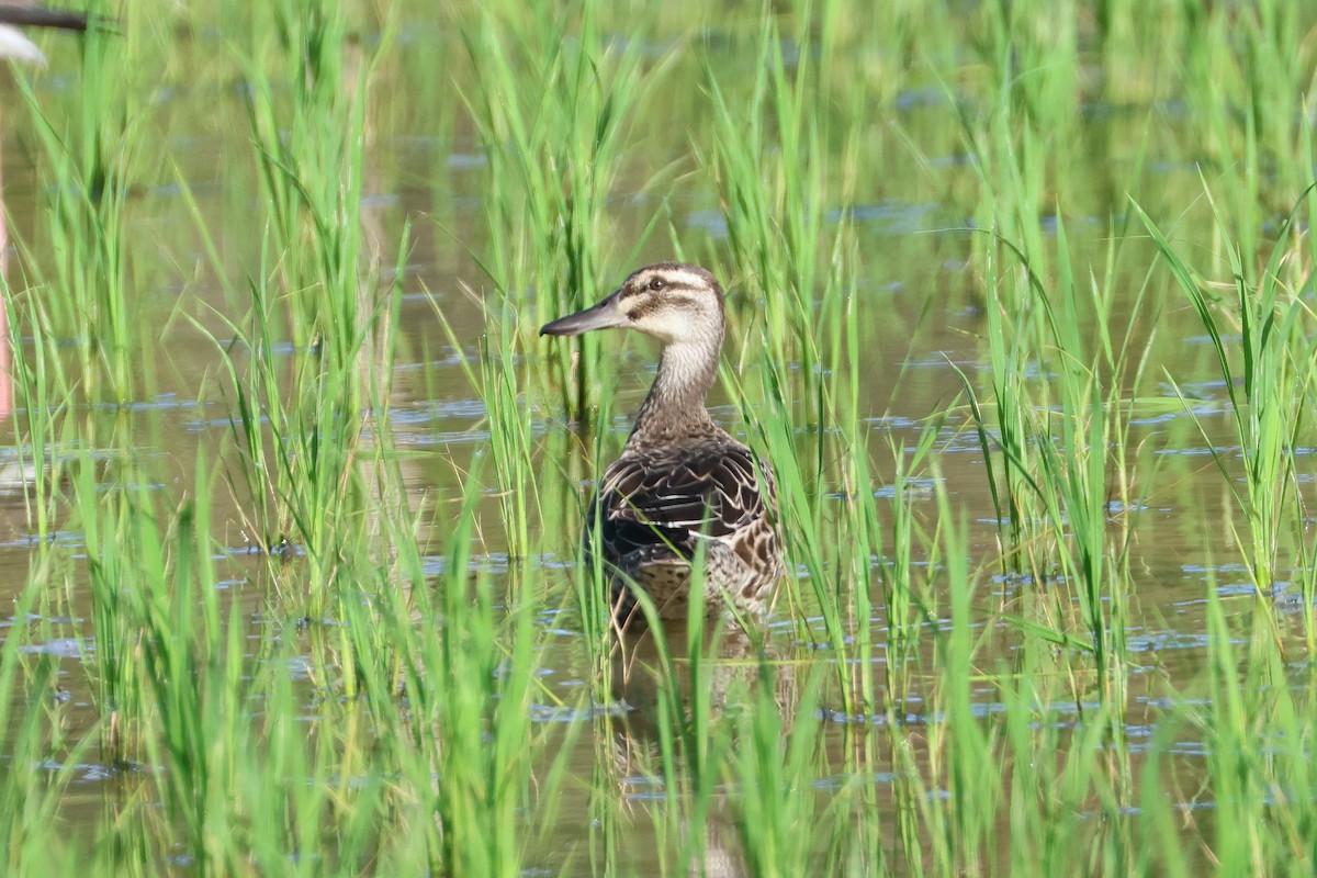 Чирянка велика - ML647808017