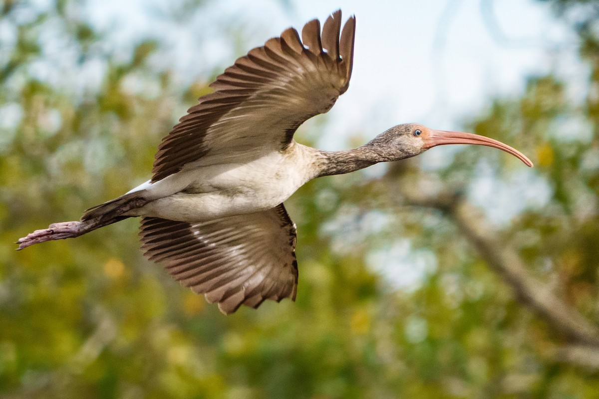 Ібіс білий - ML647808018