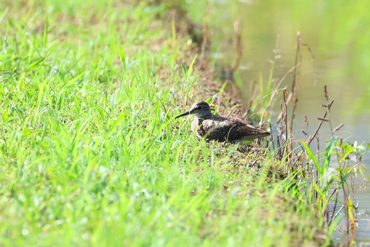 タカブシギ - ML647808034