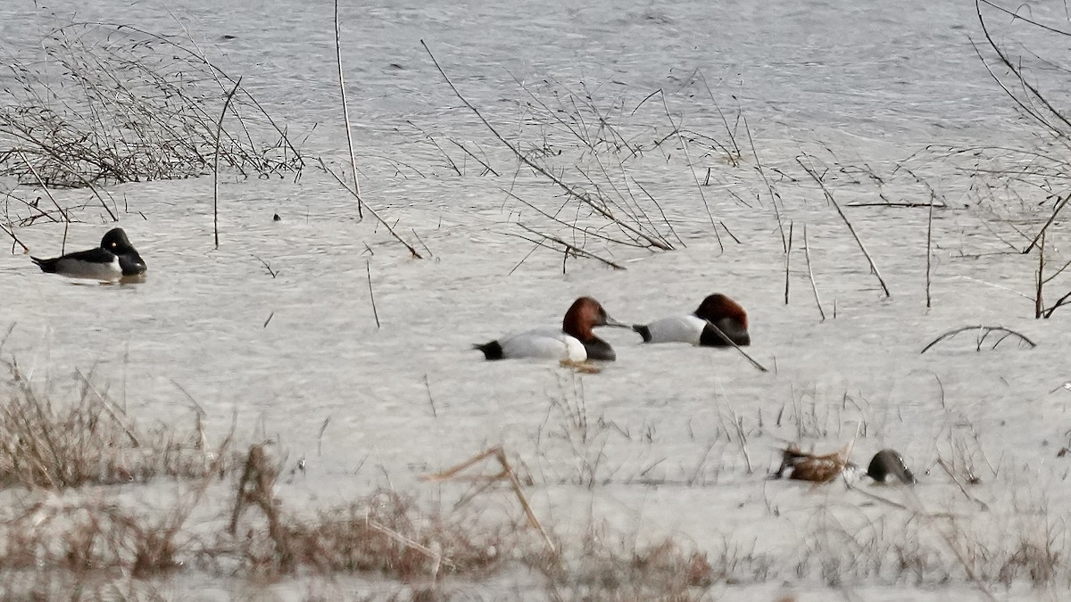 Murgilari bizkarzuria - ML647808035