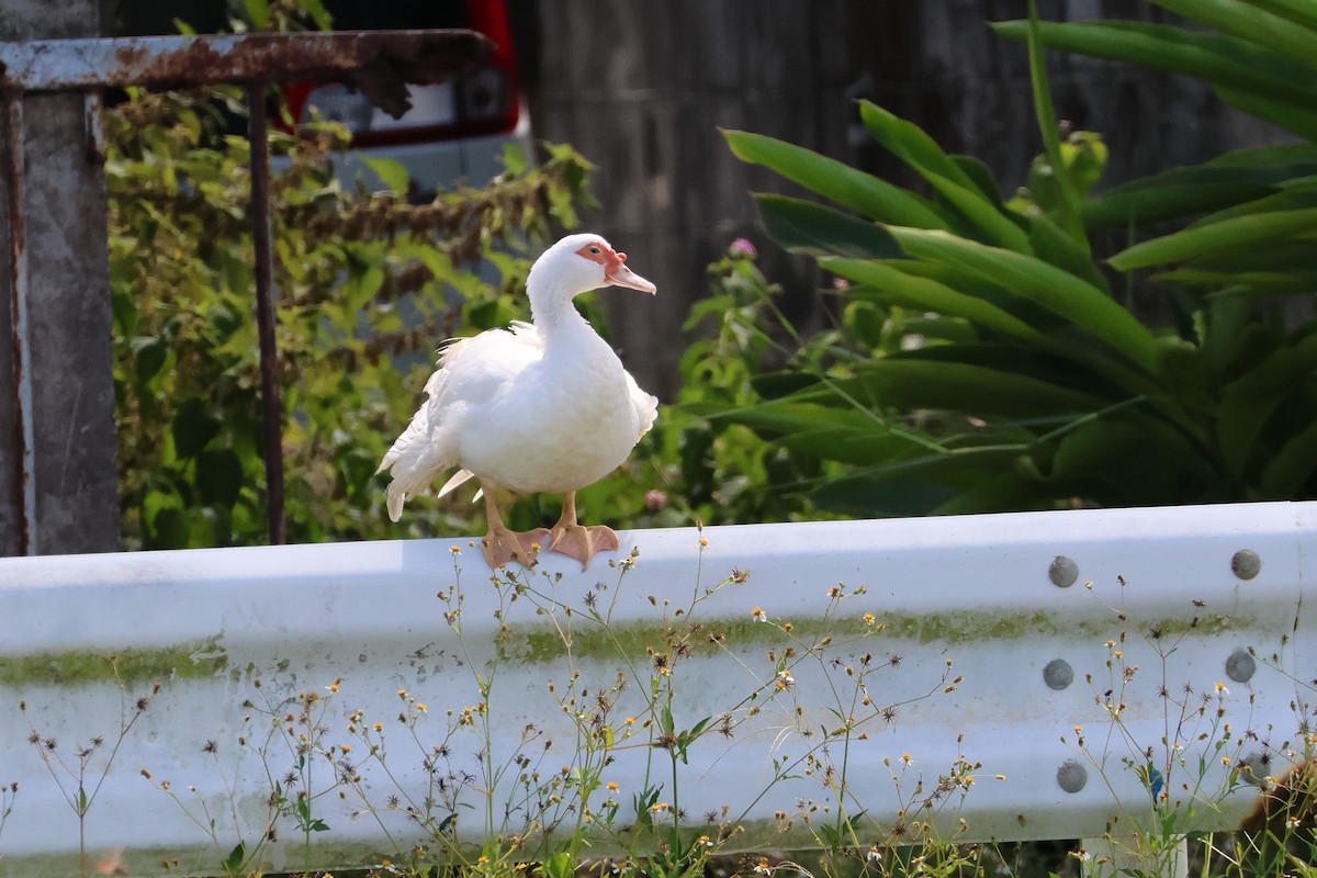 Качка мускусна (свійська) - ML647808037