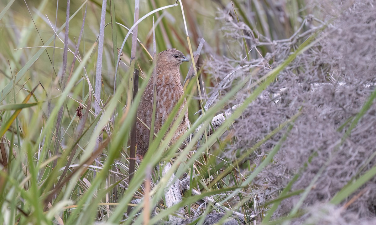 Brown Quail - ML647808045