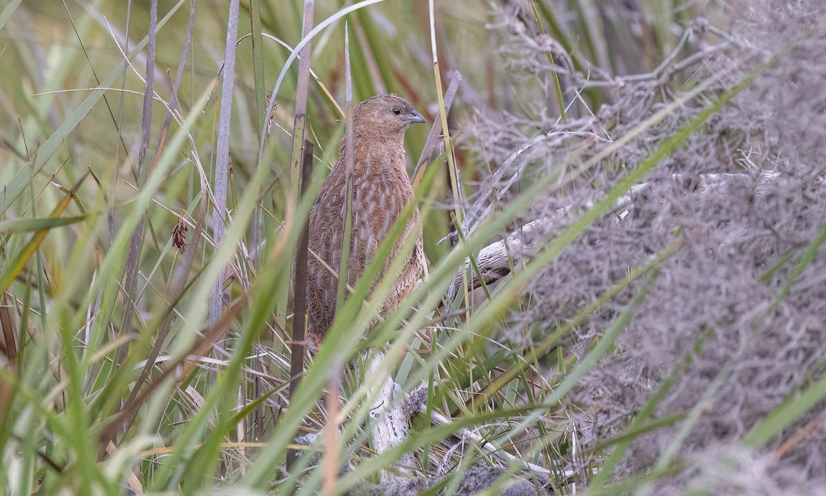 Brown Quail - ML647808046