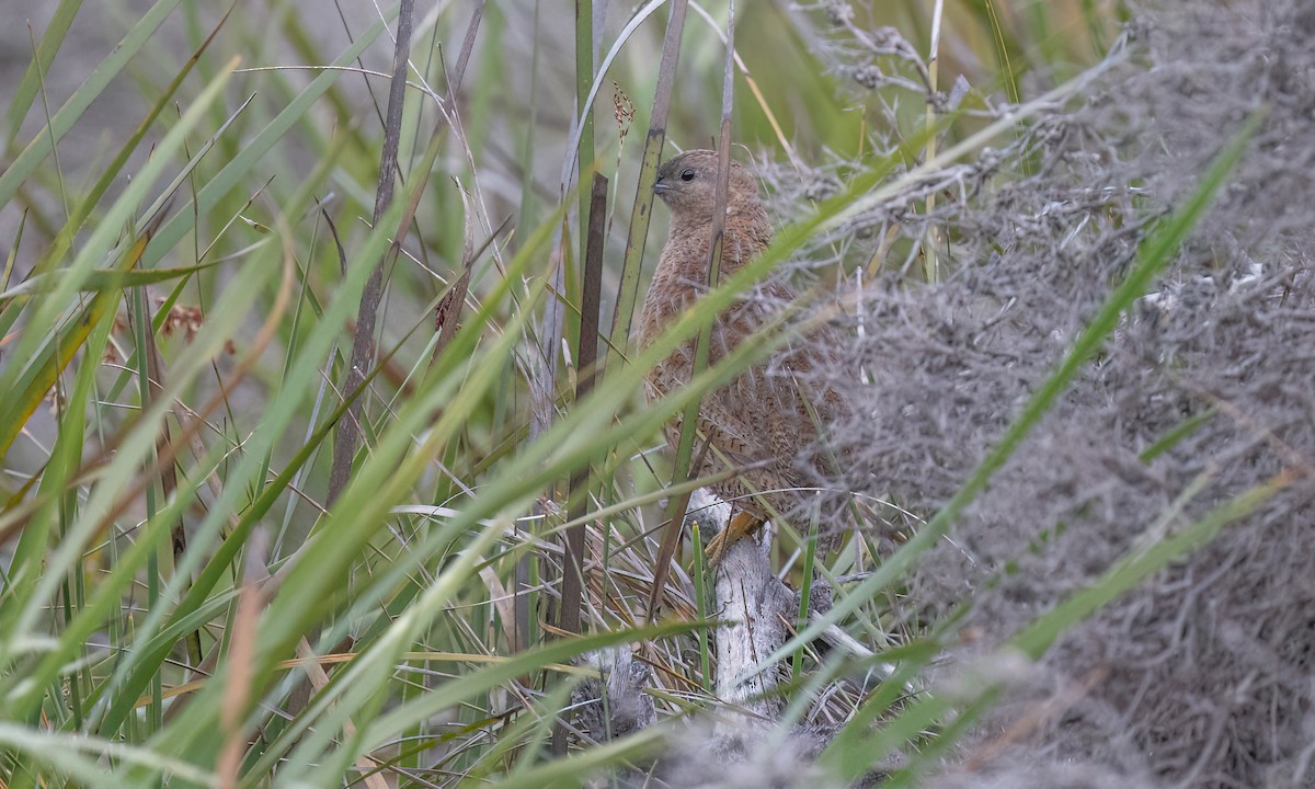 Brown Quail - ML647808047