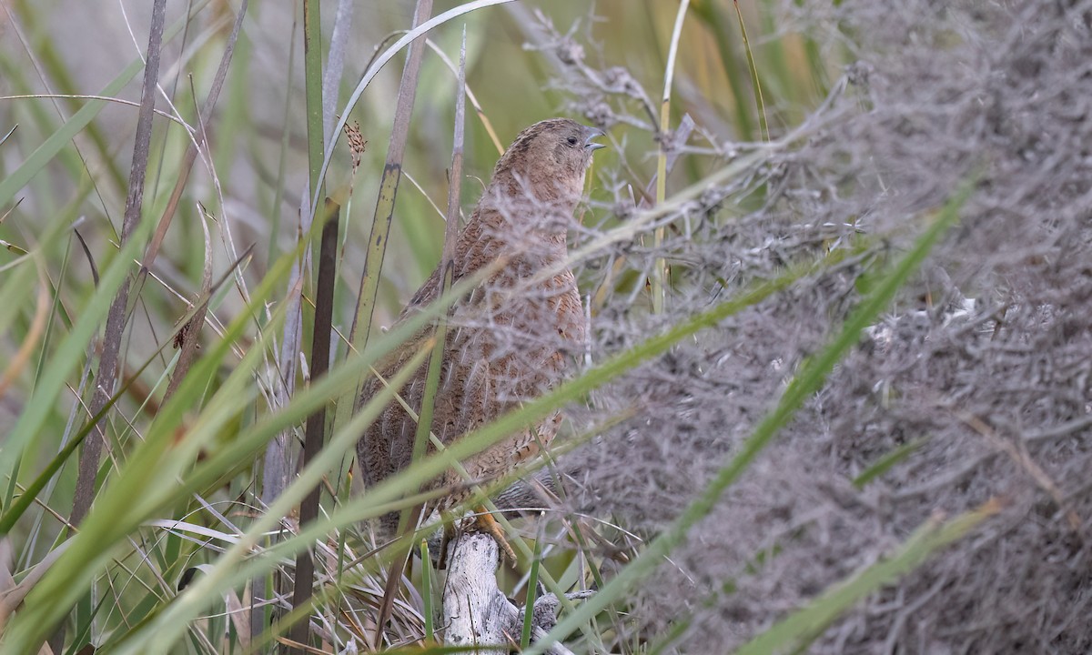 Brown Quail - ML647808048