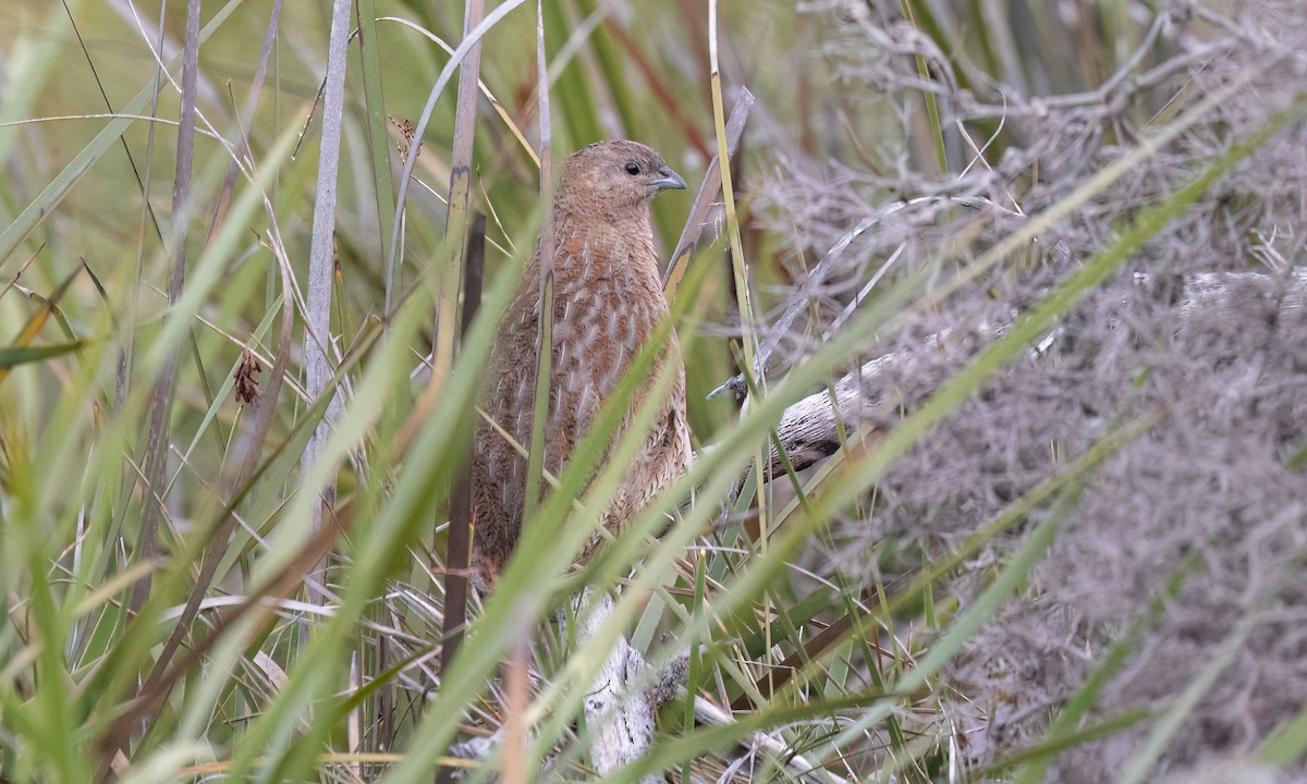 Brown Quail - ML647808049