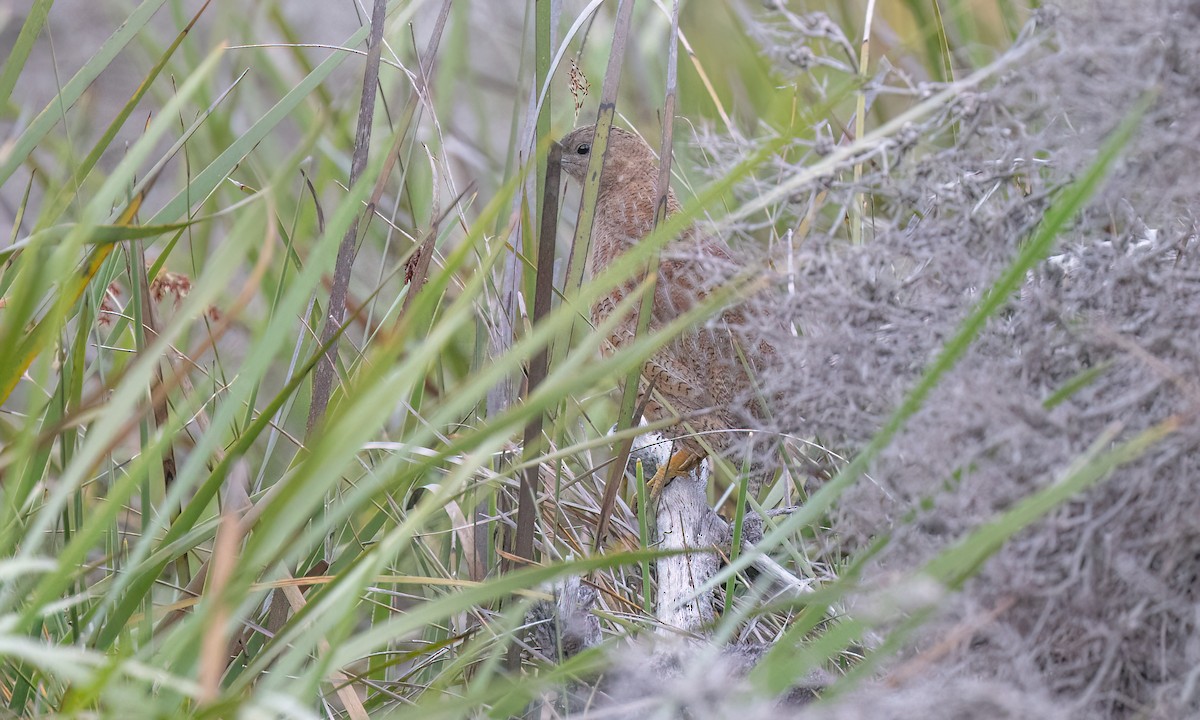 Brown Quail - ML647808050
