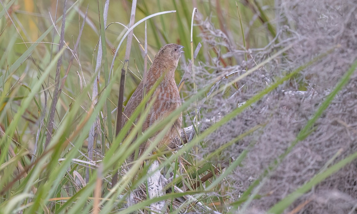 Brown Quail - ML647808051