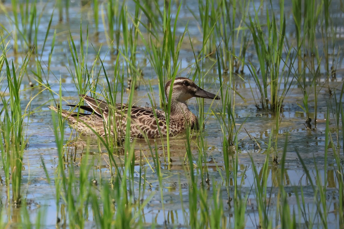 Чирянка велика - ML647808053