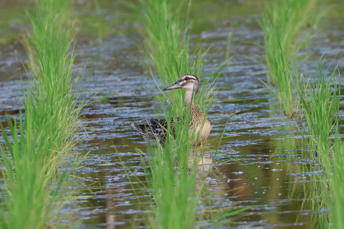 Чирянка велика - ML647808054